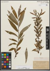 Foto von Salix petiolaris Sm. x Salix rigida Muhl.